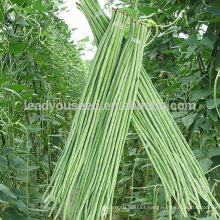 BE01 sementes de mistura Guanglian luz sementes de feijão verde longo para semear